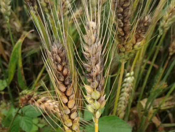 江蘇丙硫菌唑廠家淺析丙硫菌唑的注意事項(xiàng)