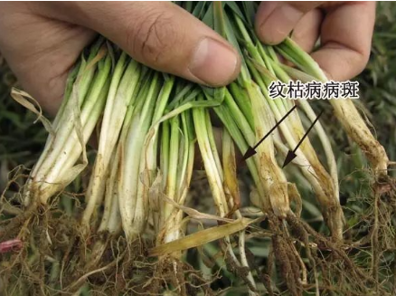 二氫丙硫菌唑—— 全球第二大殺菌劑，它有哪些優(yōu)勢(shì)